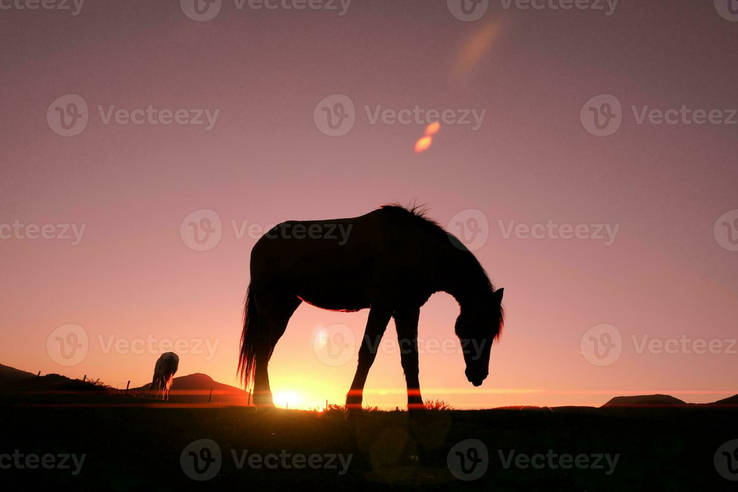 silueta de caballo en el campo y hermoso fondo de puesta de sol foto