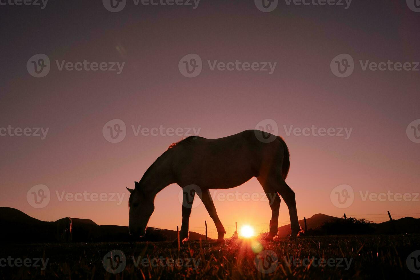 horse silhouette in the countryside and beautiful sunset background photo