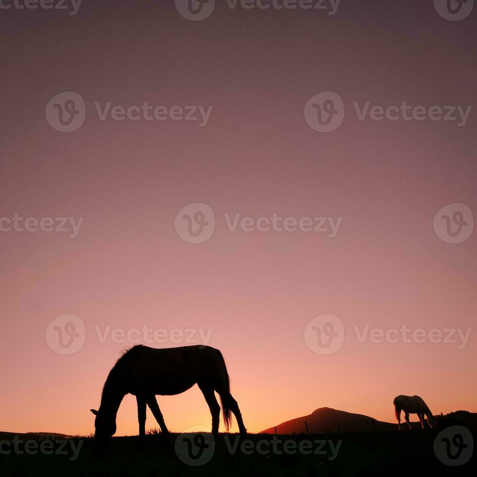 horse silhouette in the countryside and beautiful sunset background photo