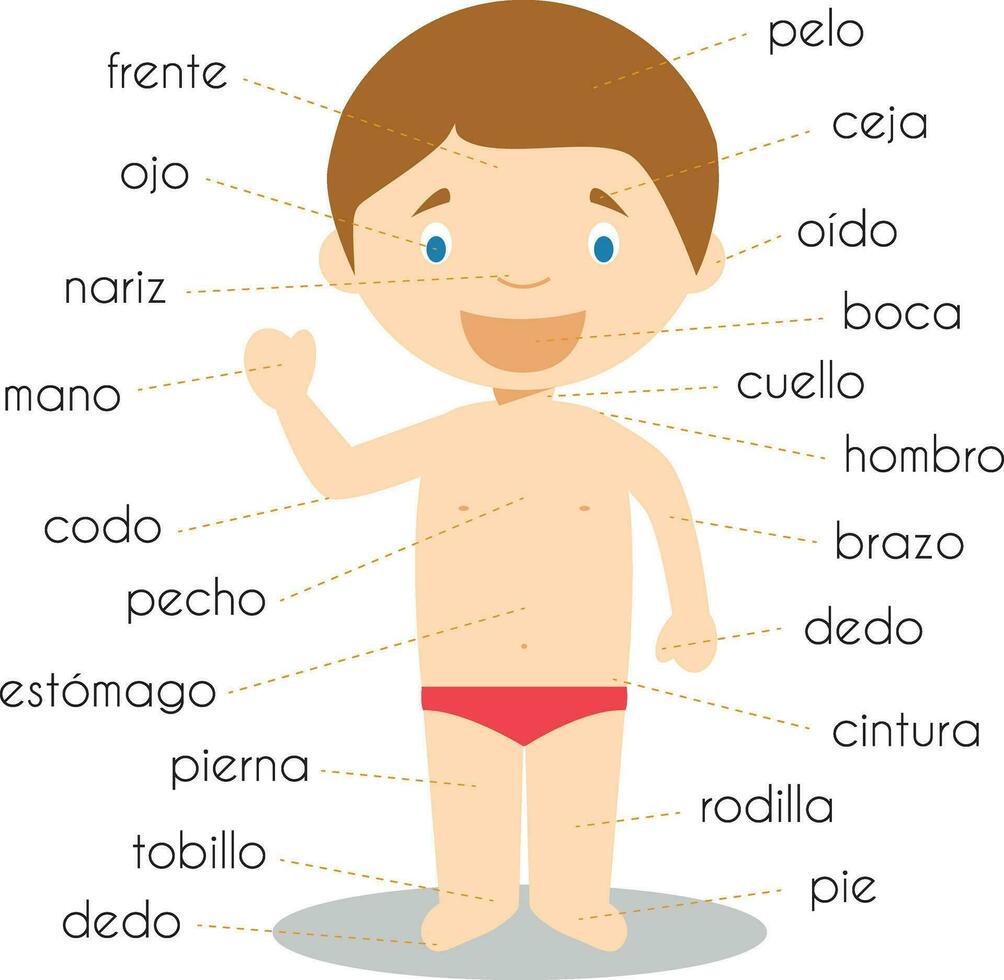 humano cuerpo partes vocabulario en Español vector ilustración