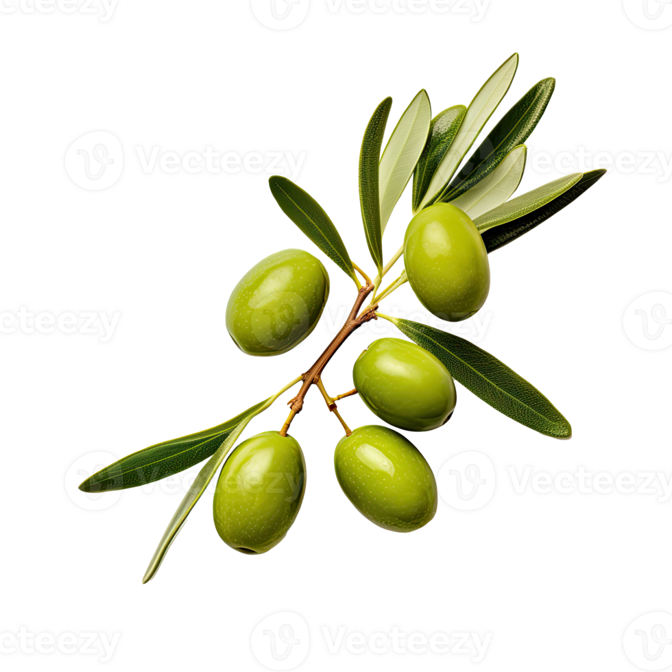 Olive twig with several green olives on it. Illustration AI Generative png