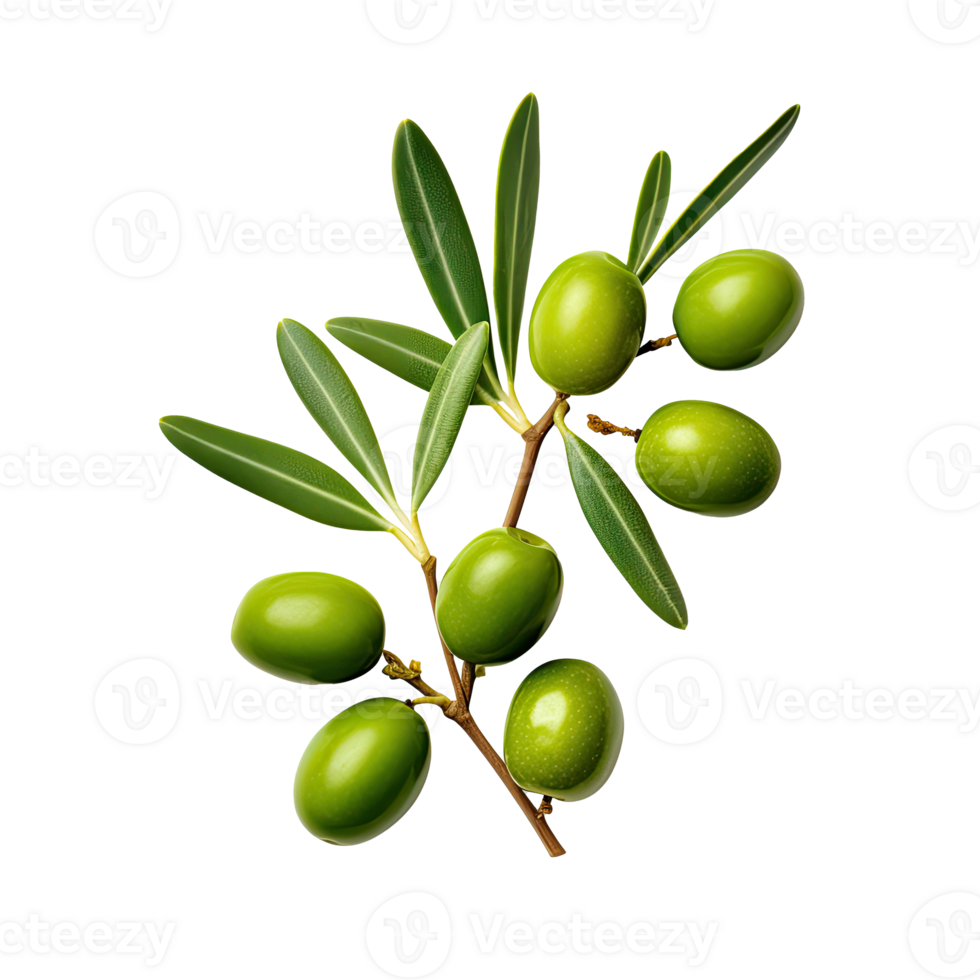 Olive twig with several green olives on it. Illustration AI Generative png