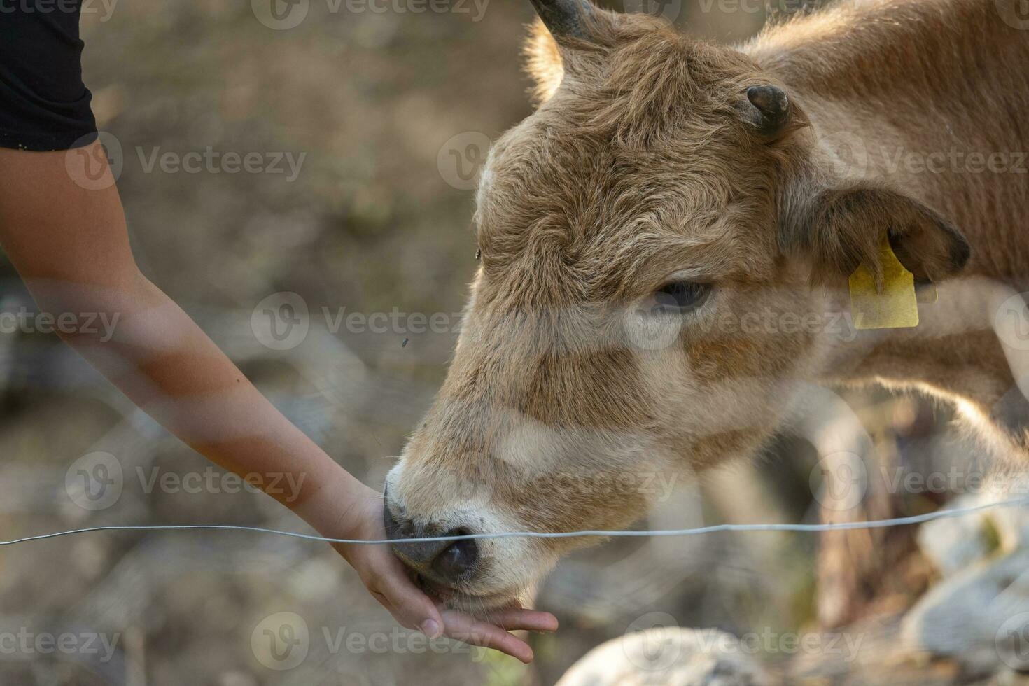 Busha breed, small short-horned cattle cow on free range farm getting feed by man photo