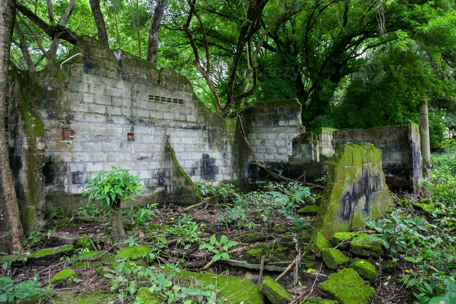 permanece de el destruido casas de el armero pueblo cubierto por arboles y naturaleza después 37 años de el tragedia causado por el nevado del ruiz volcán en 1985 foto