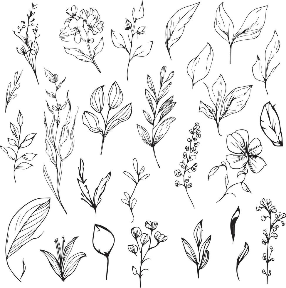 Set of vector hand-drawn botanical leaf, botanical line drawng,  wildflower botanical line art,leafs vector art, Pencil realistic wild flower drawing, ink sketch isolated on white background,