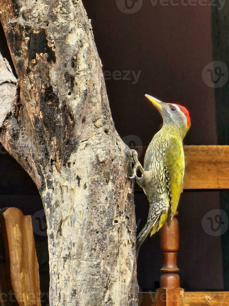Streak-throated woodpecker hanging on a tree and eating insects photo
