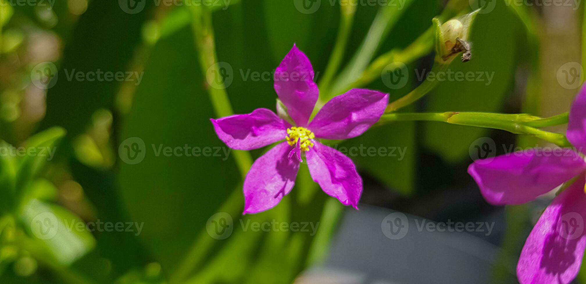 Talinum fruticosum flower, commonly known as Ceylon spinach, waterleaf, cariru, Gbure, Surinam purslane, Philippine spinach, Florida spinach, potherb fameflower, Lagos bologi, and sweetheart photo