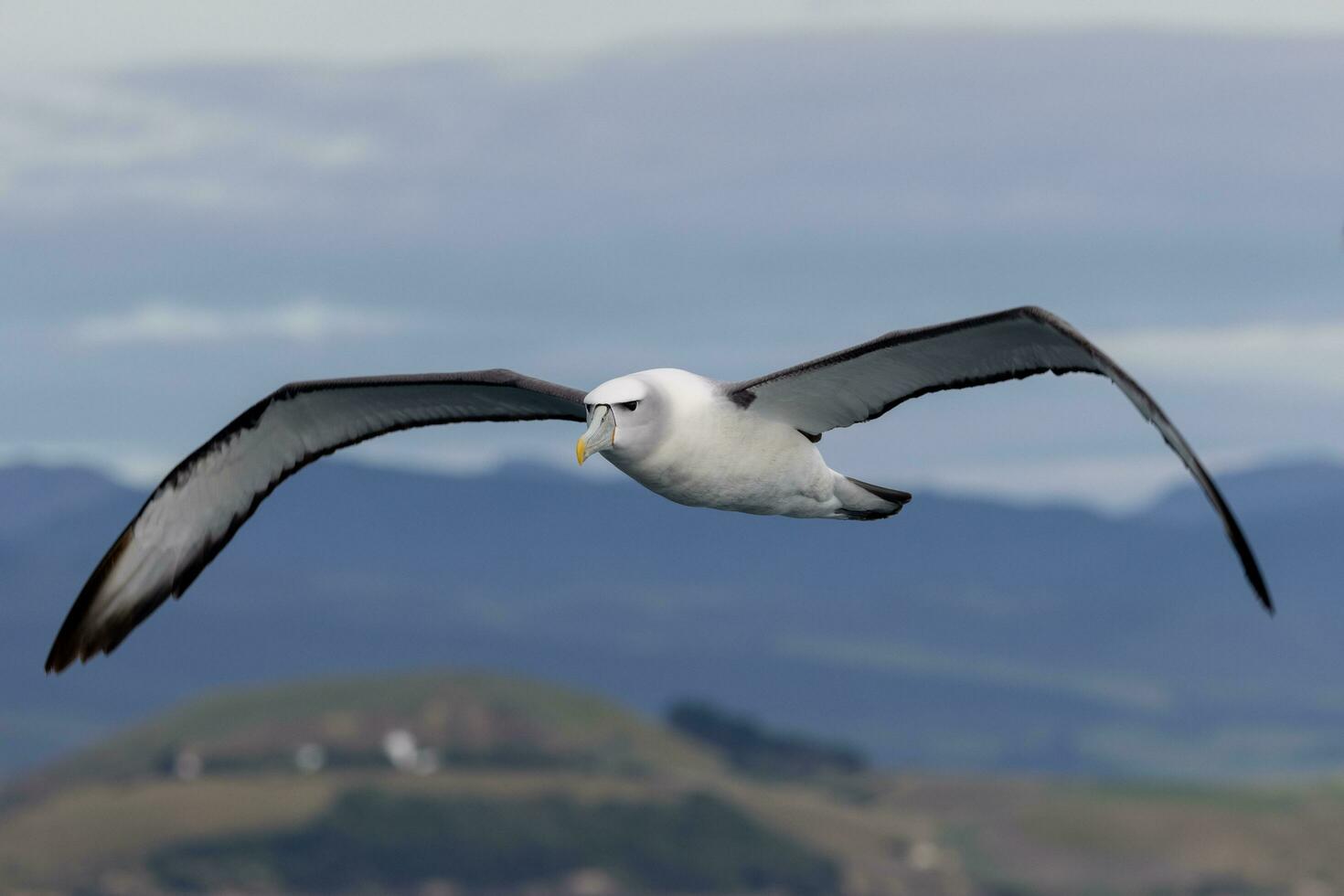 de capa blanca mollymawk albatros foto