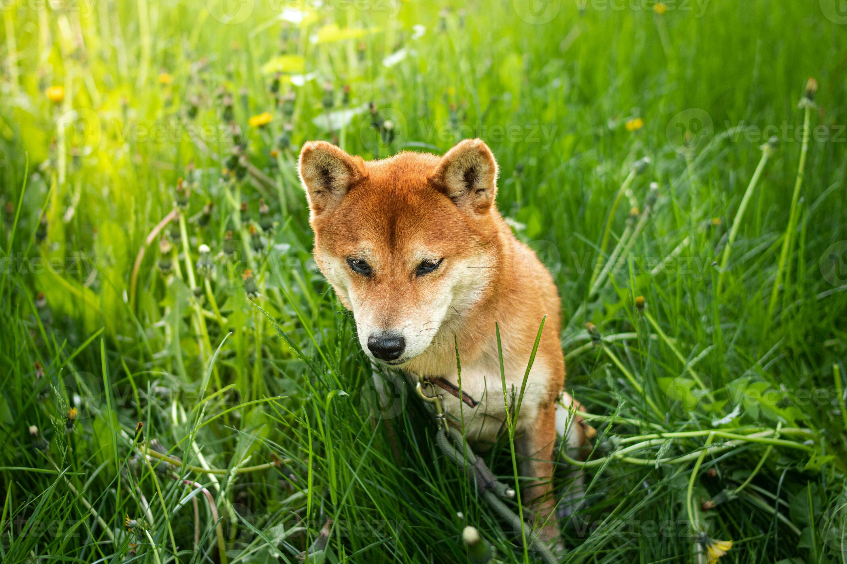 Shiba inu looks like a cheap fox