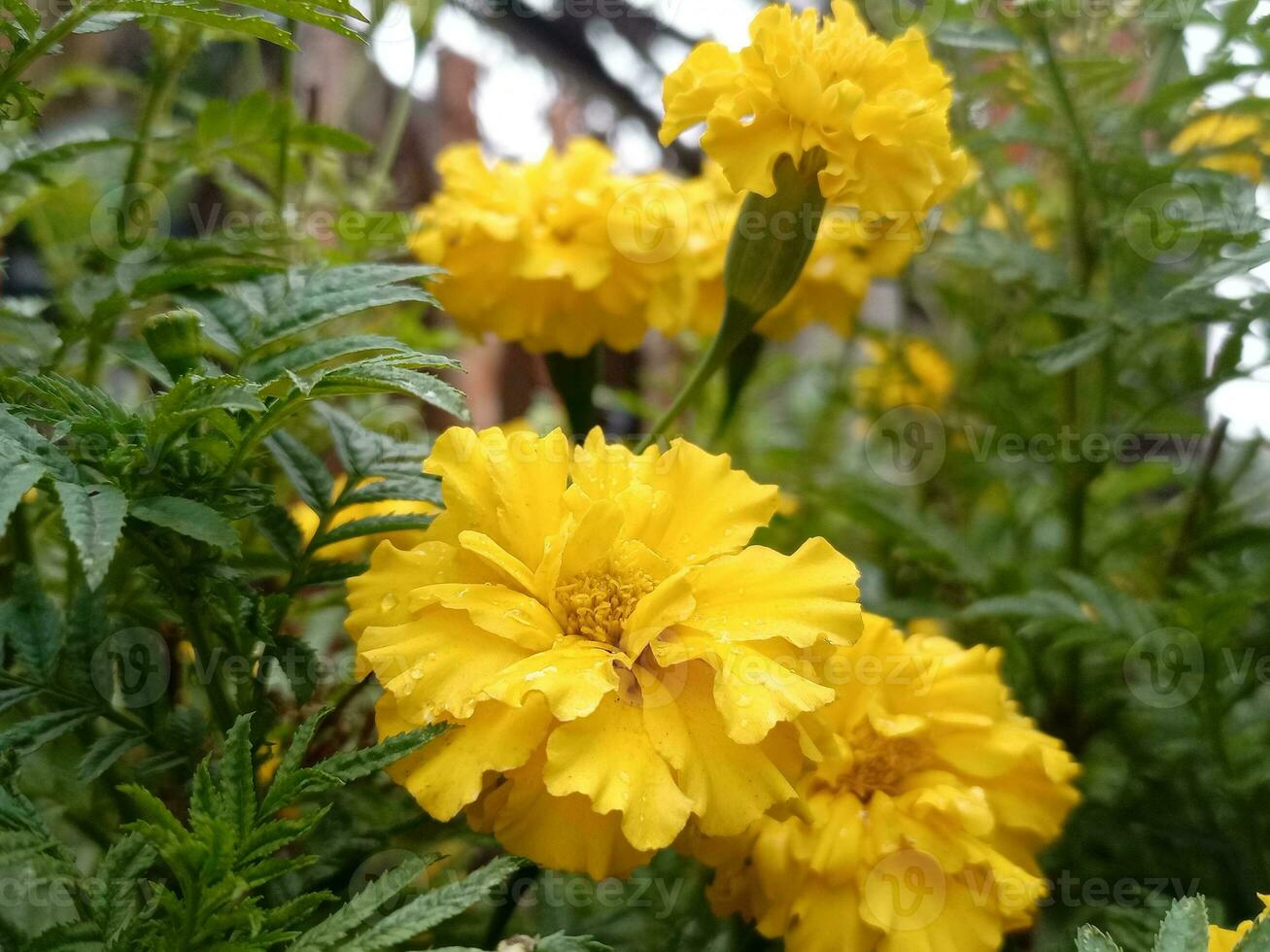 amarillo y naranja maravilla flores tagetes en floración foto