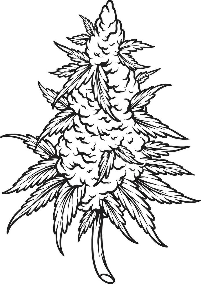 hierba sativa cáñamo hoja planta botánico logo ilustraciones monocromo vector ilustraciones para tu trabajo logo, mercancías camiseta, pegatinas y etiqueta diseños, póster, saludo tarjetas publicidad