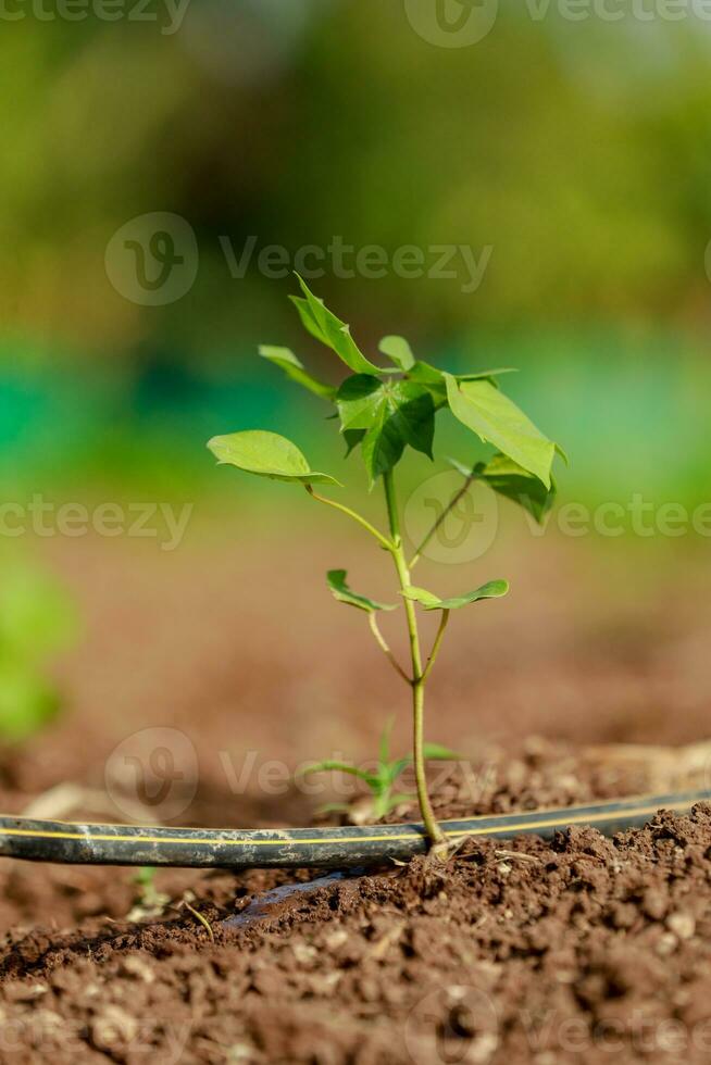 Indian farming cotton baby tree, small plant grow in farm photo