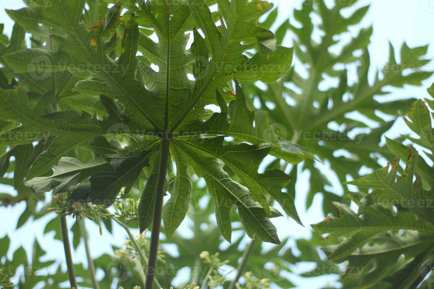 Nature theme background of fresh papaya leaves in low angle photo