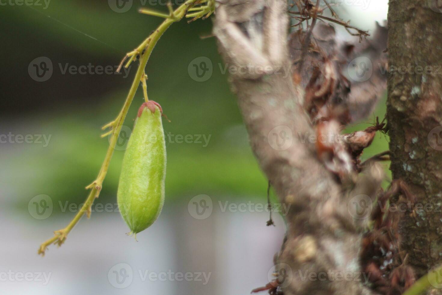 Belimbing Wuluh, very sour, is used as a seasoning for cooking sour vegetables. photo