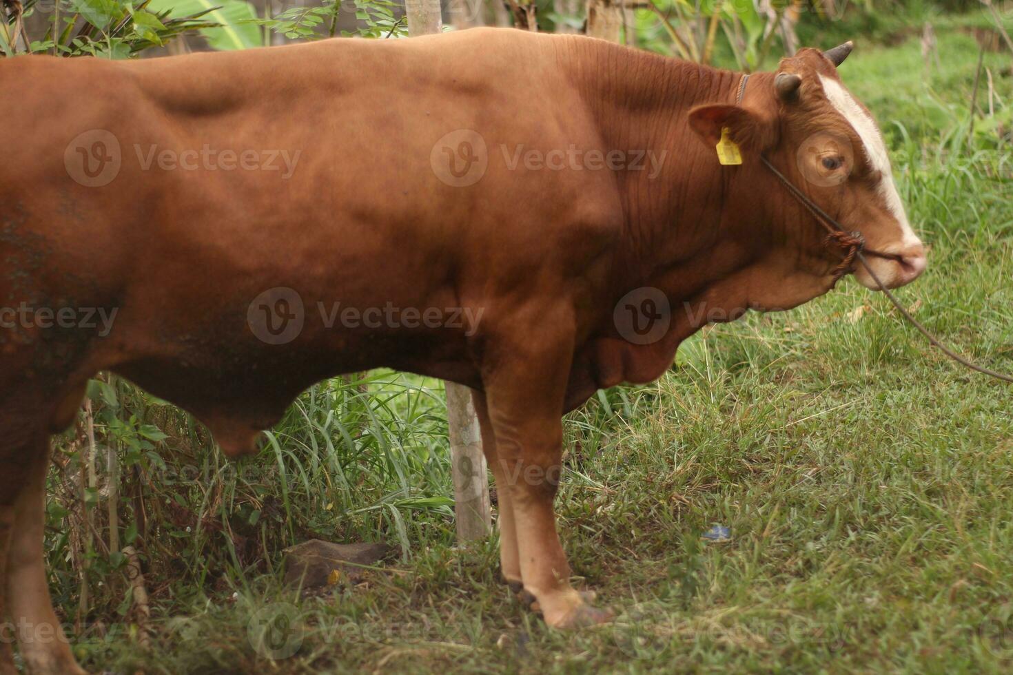 Close-up of a cow's head tied to a pole about to be sacrificed for Eid photo