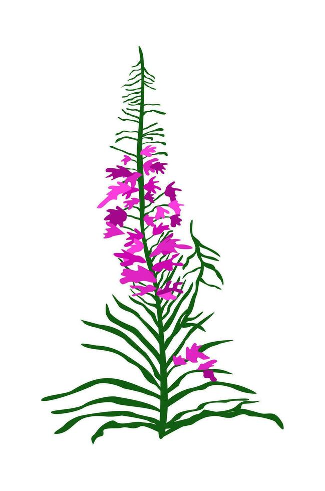 Fireweed. Rosebay willowherb. Vector isolated floral illustration.