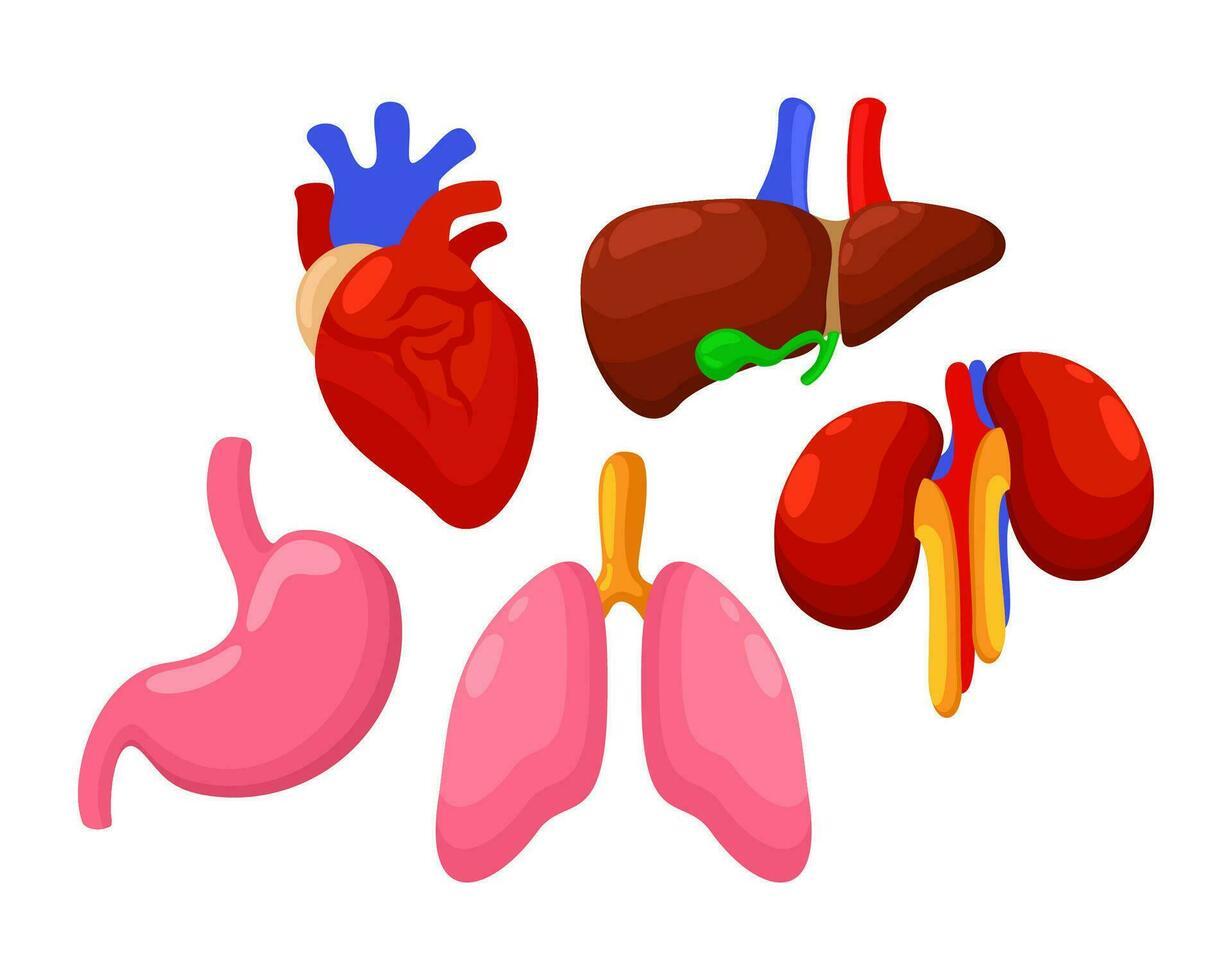 Set of human organs. Bright vector isolated illustration. Heart, liver, kidneys, stomach, lungs.