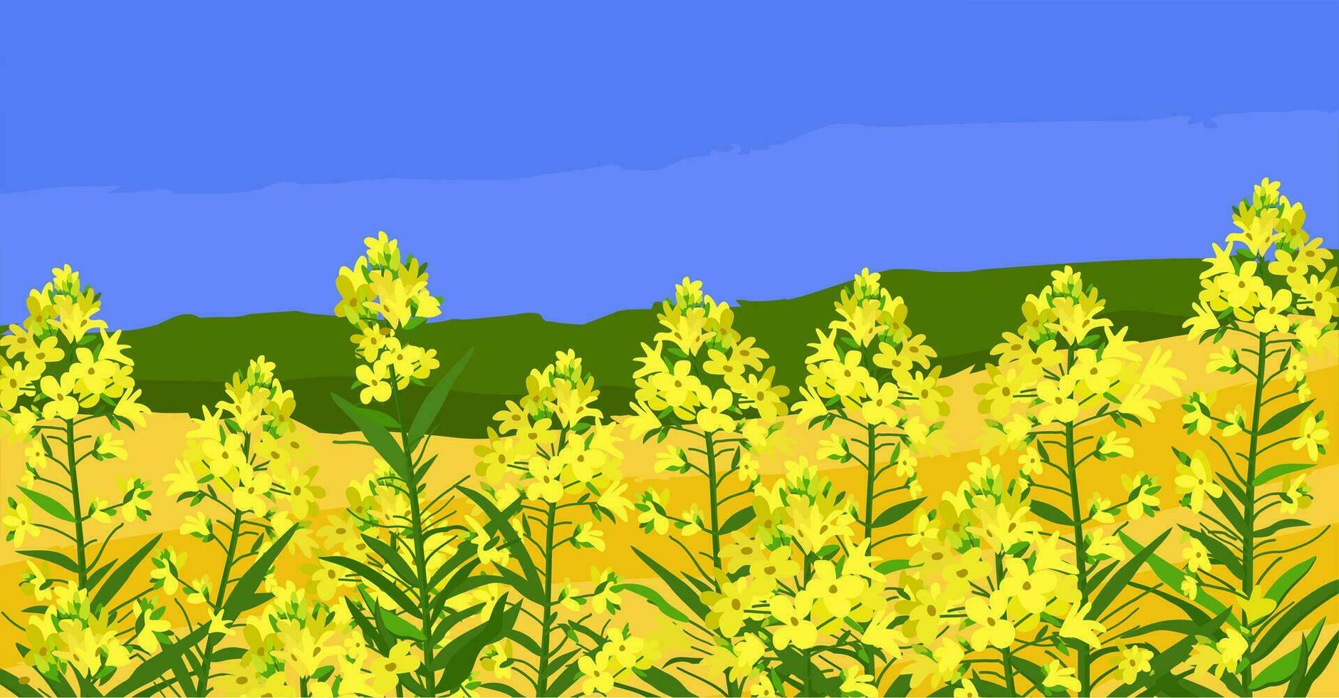 Canola field. Yellow rapeseed sprigs. Rape plants with colza or mustard buds. Vector isolated illustration of yellow flowers.