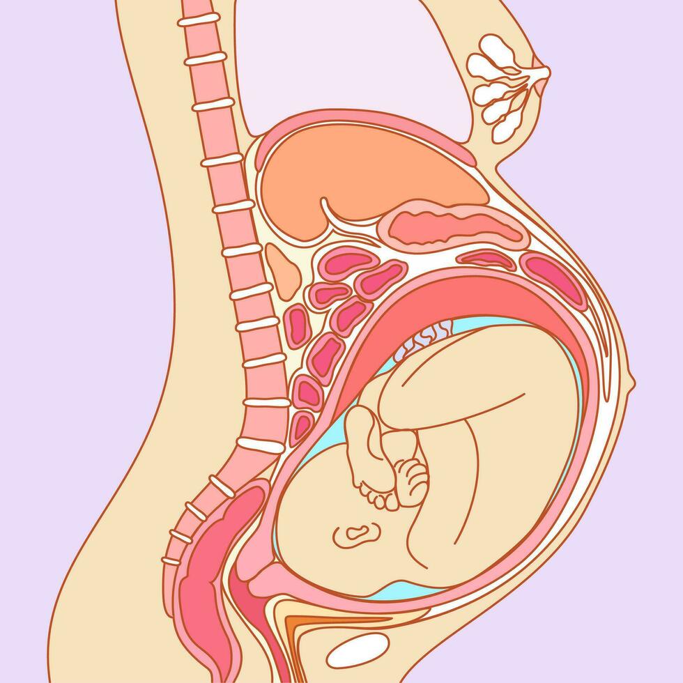 Pregnancy anatomy. Vector illustration of uterus with fetus and organs around.