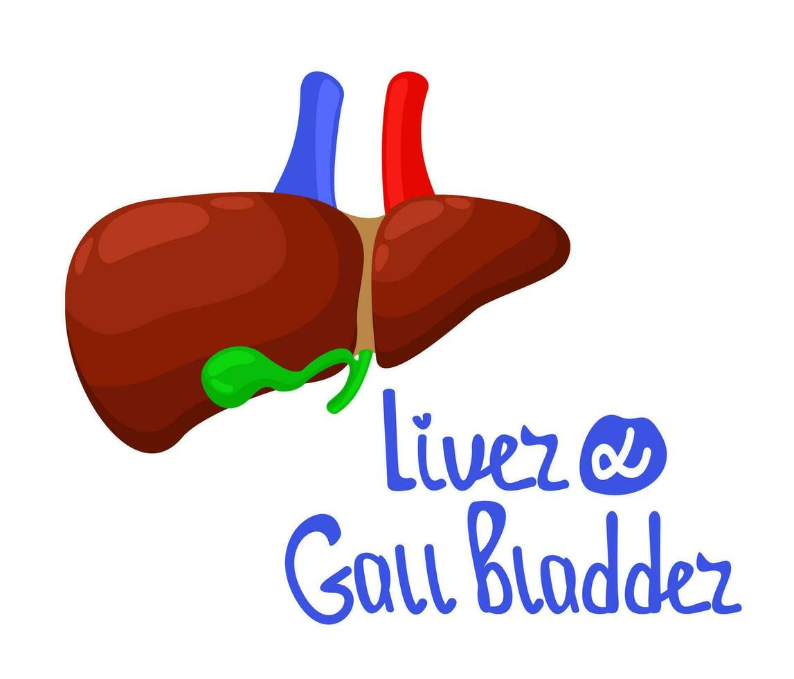 Liver and gall bladder. Vector isolated illustration with lettering.