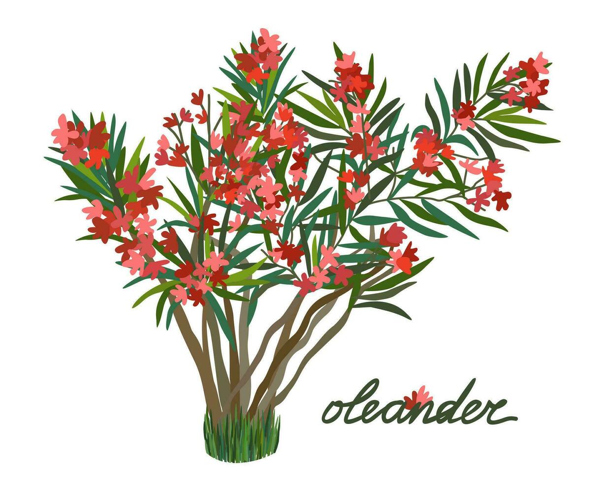 Red tropical oleander. Vector isolated illustration with lettering