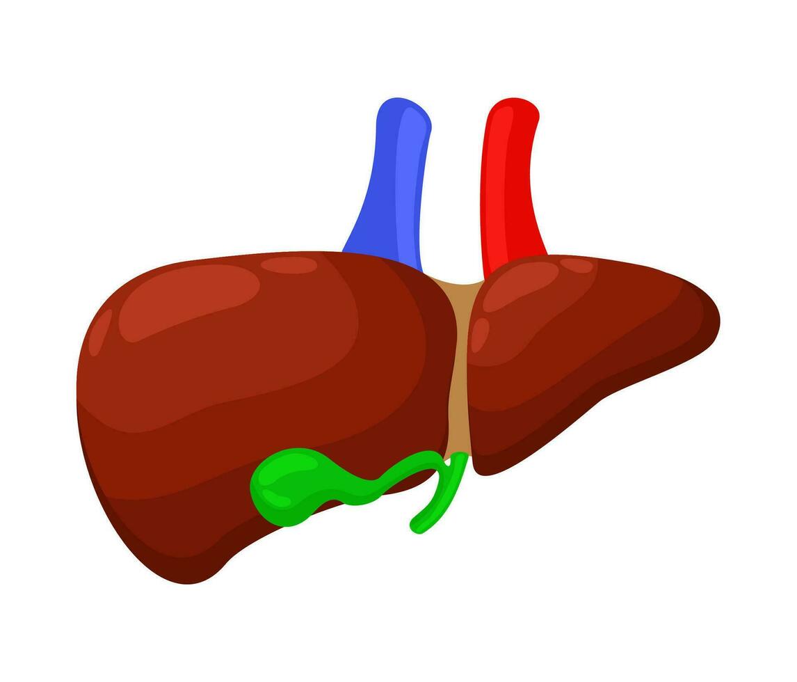 Liver and gall bladder. Vector isolated illustration.