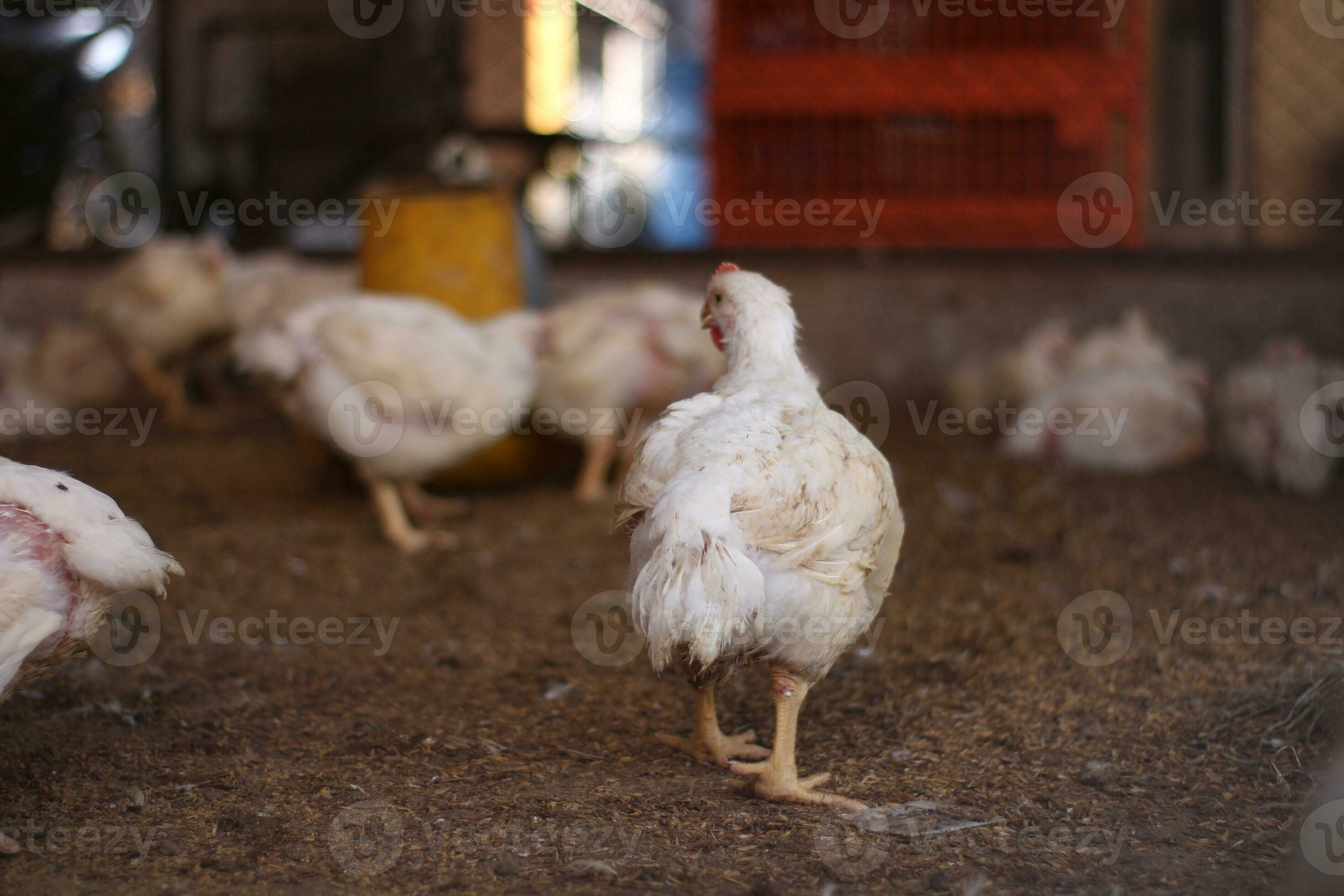 Overweight broiler chickens. A home business for the purpose of meat poultry farming. White