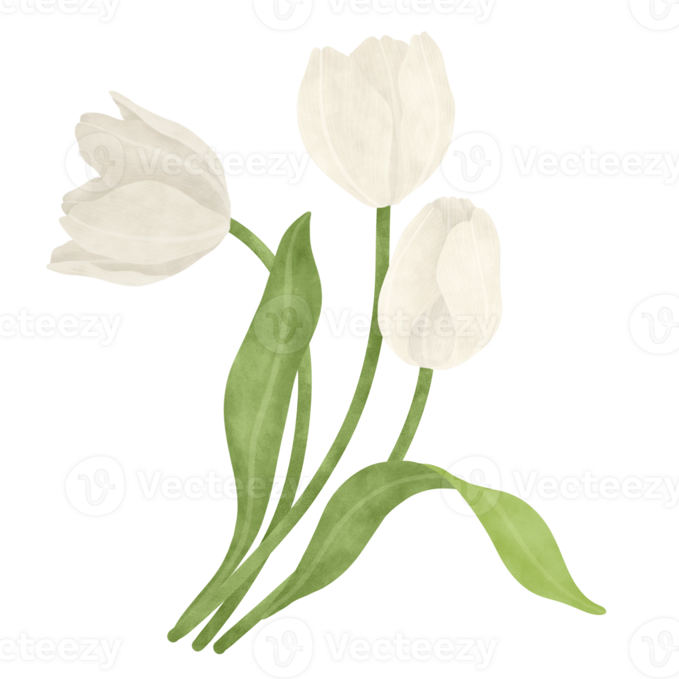 White tulip watercolor illustration png