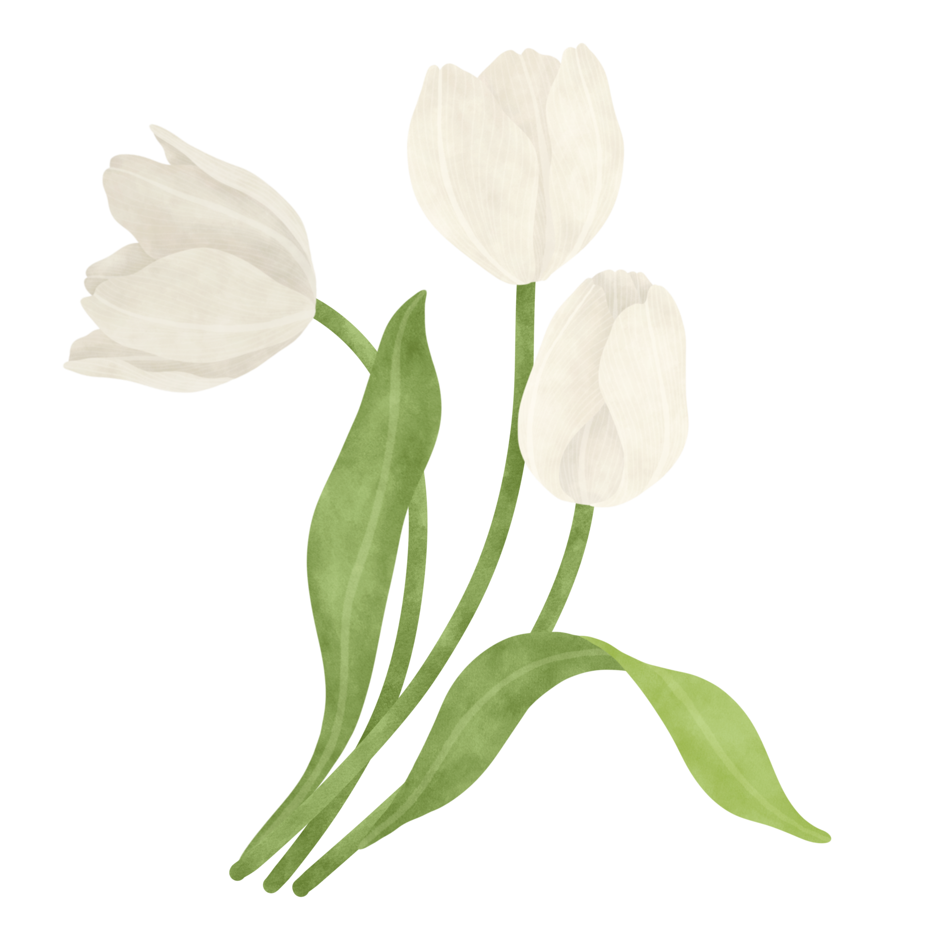 White tulip watercolor illustration 25347118 PNG