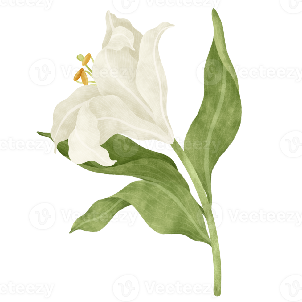 White lily floral watercolor illustration png