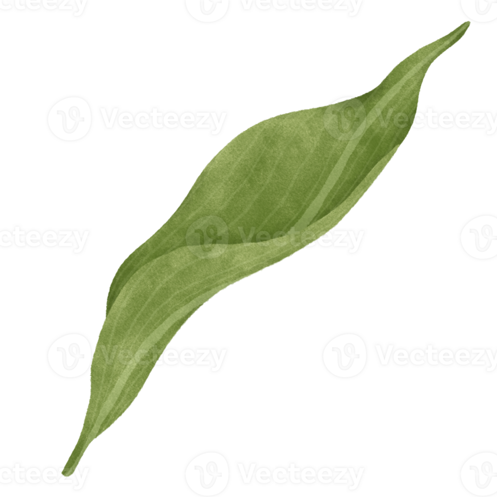 Leaf of lily floral png