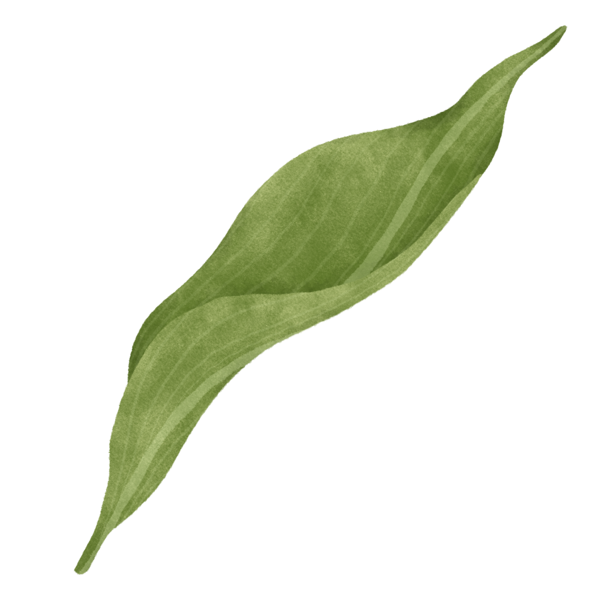 Leaf of lily floral 25347140 PNG