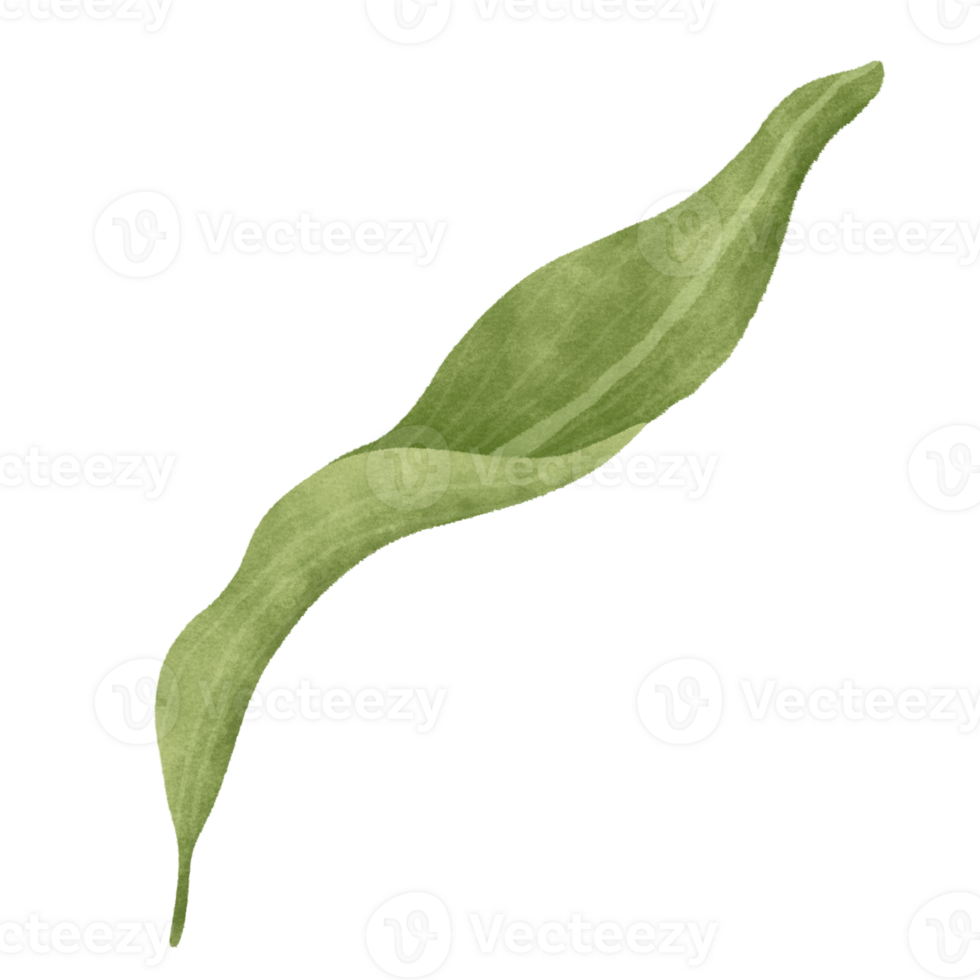 Leaf of lily floral png