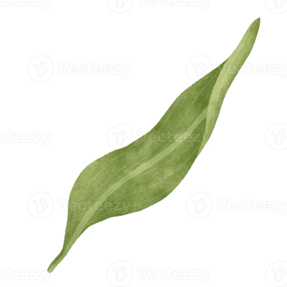 Leaf of lily floral png