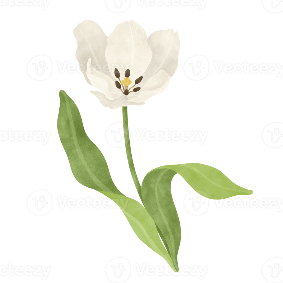White tulip watercolor illustration png