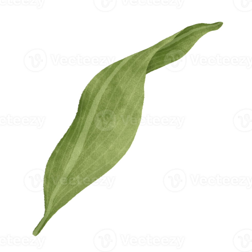 Leaf of lily floral png
