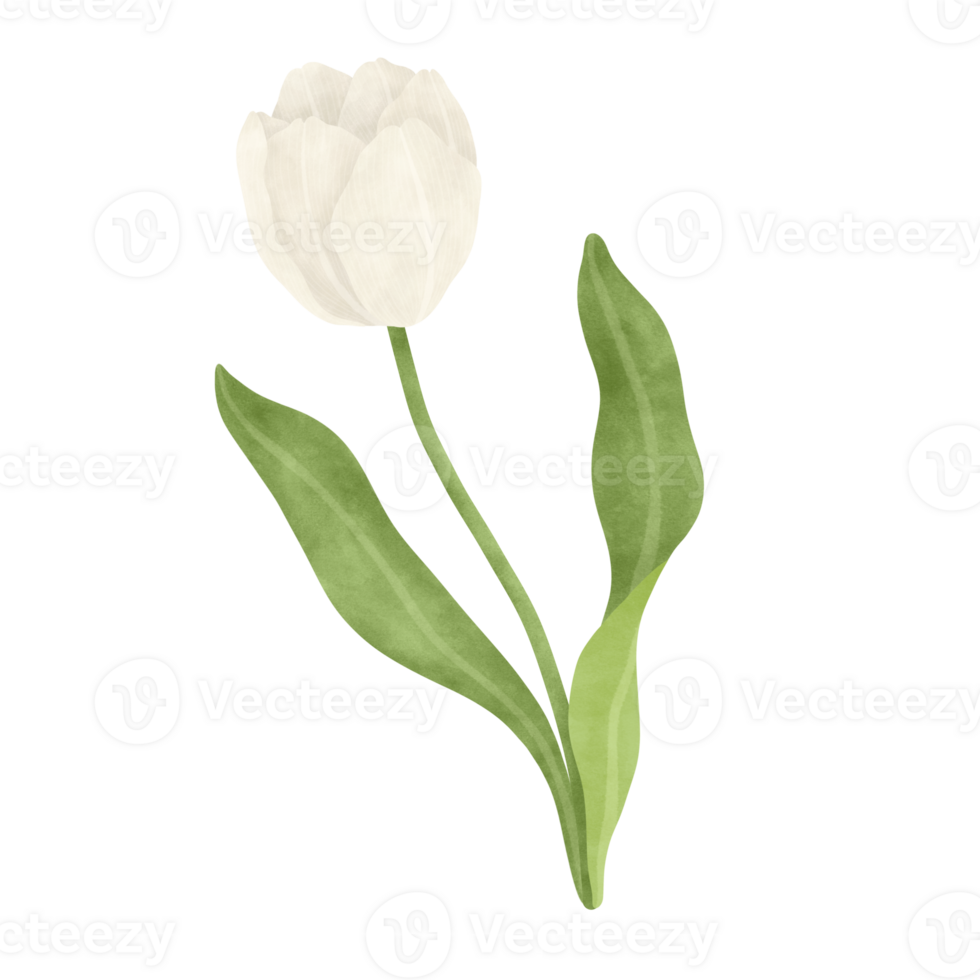 White tulip watercolor illustration png