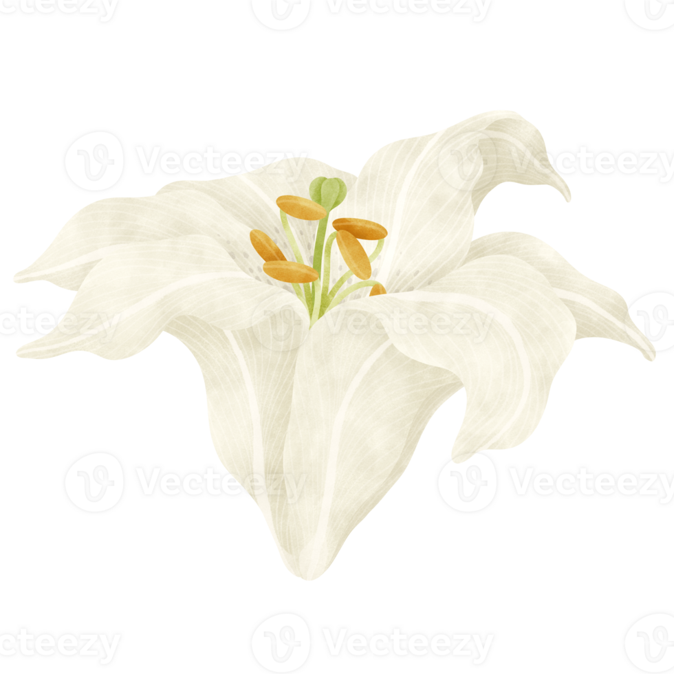 White lily floral watercolor illustration png