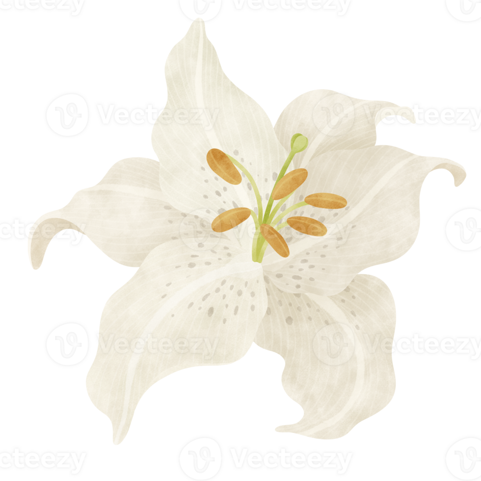 White lily floral watercolor illustration png