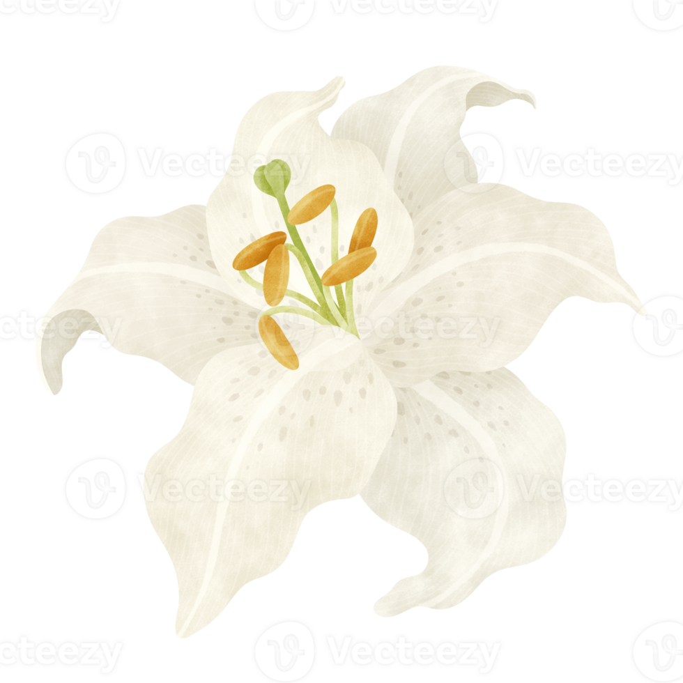 white-lily-floral-watercolor-illustration-25347184-png