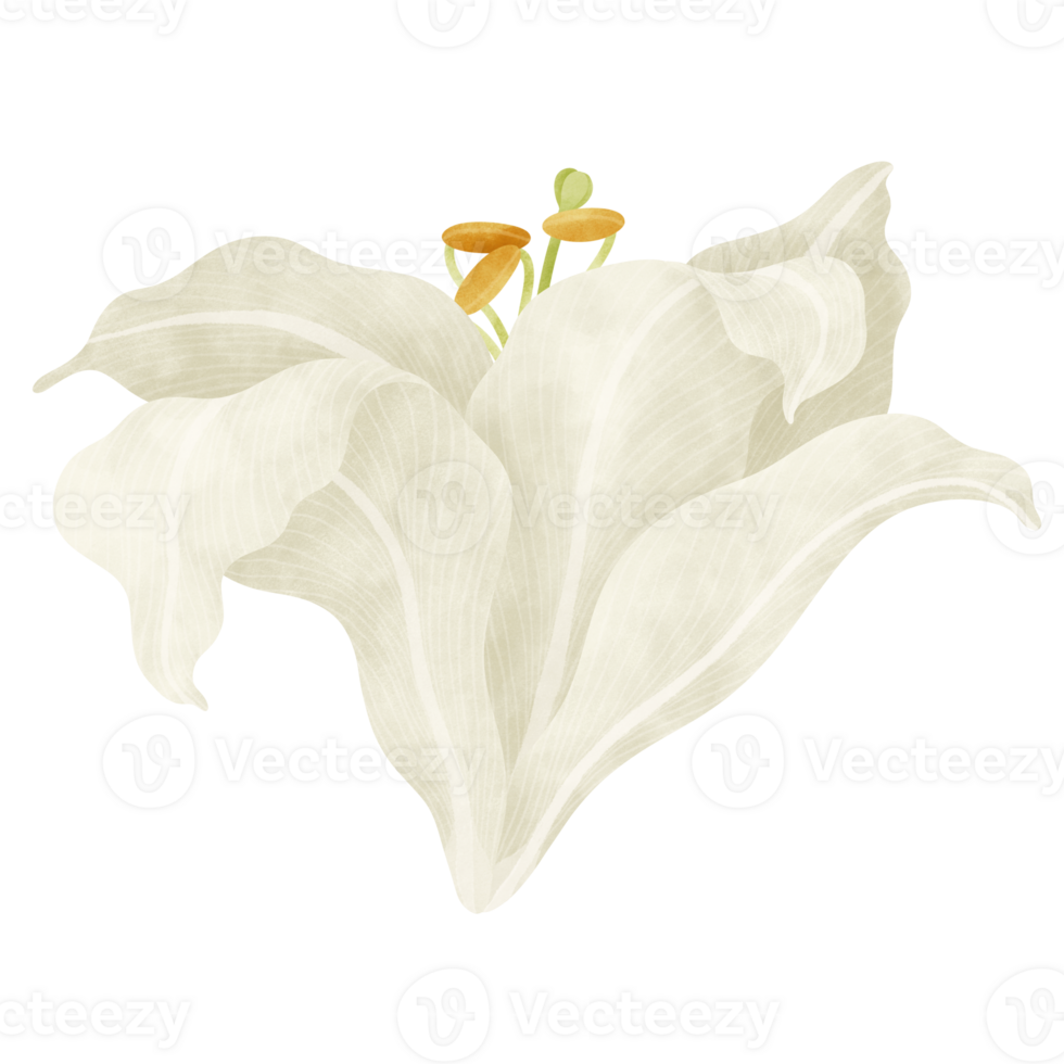 White lily floral watercolor illustration png