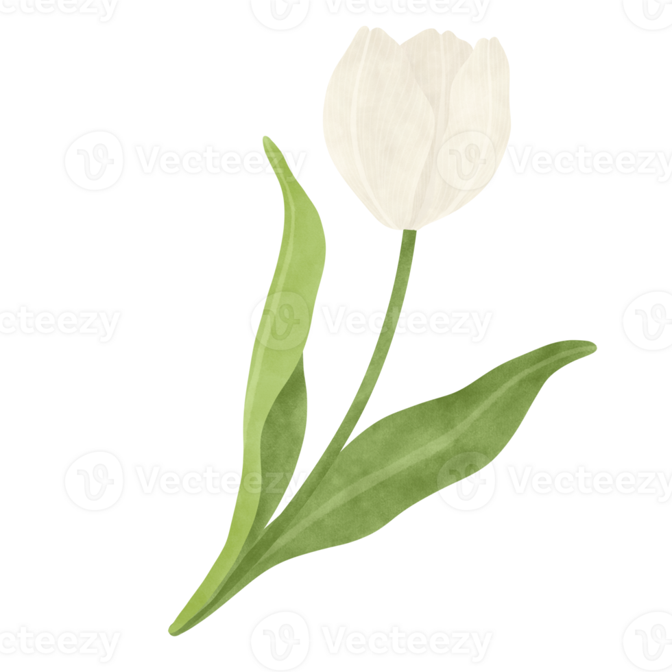 White tulip watercolor illustration png