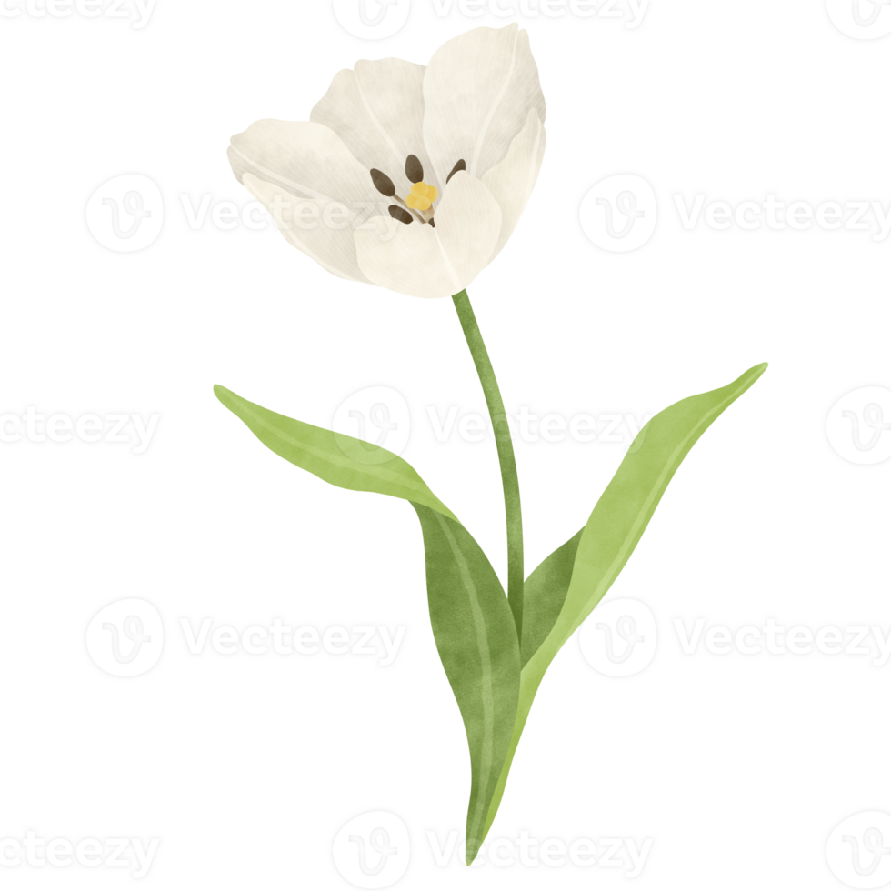 White tulip watercolor illustration png