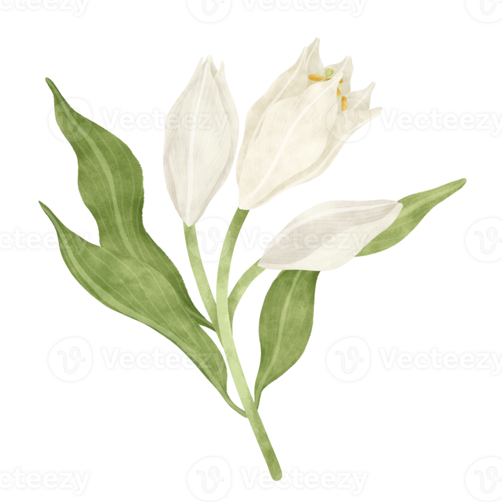 White lily floral watercolor illustration png