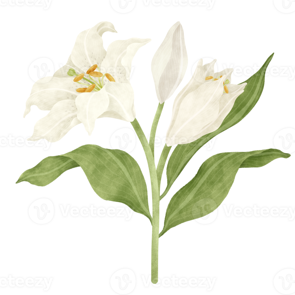 White lily floral watercolor illustration png