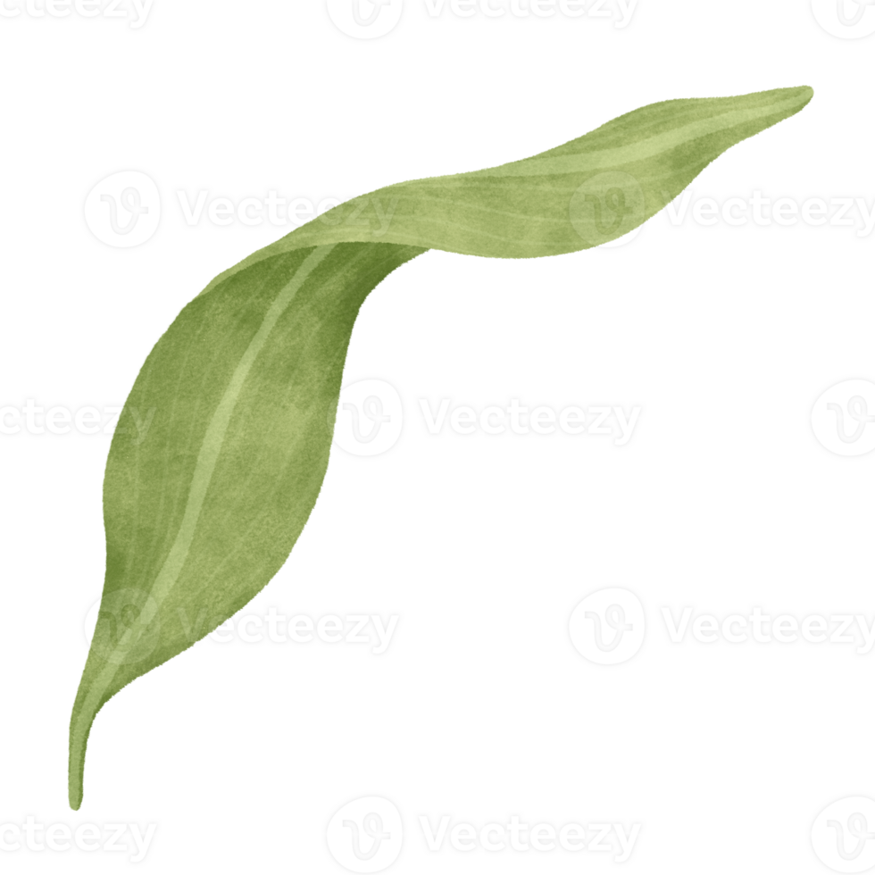 Leaf of lily floral png