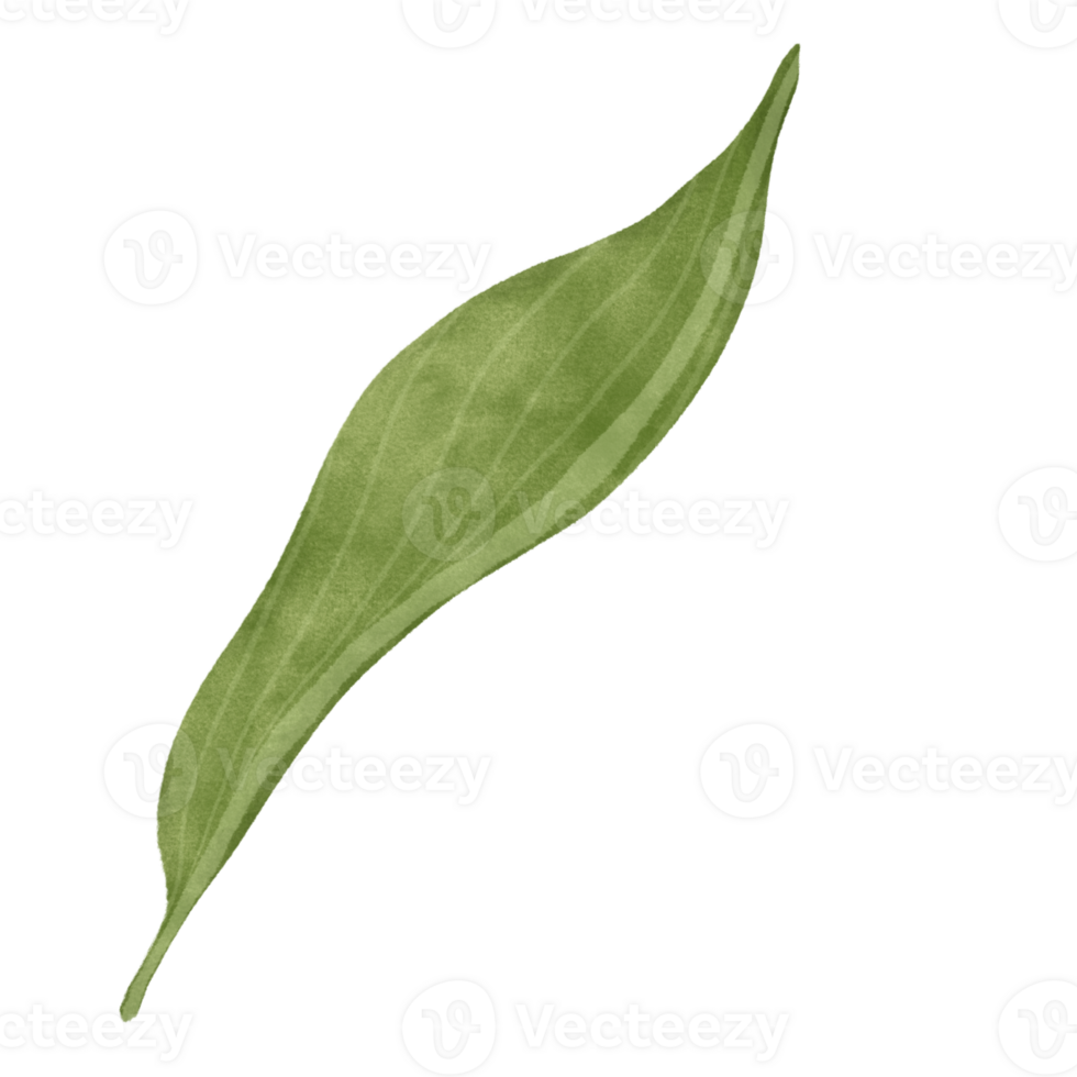 Leaf of lily floral png