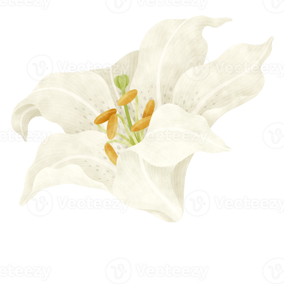 White lily floral watercolor illustration png