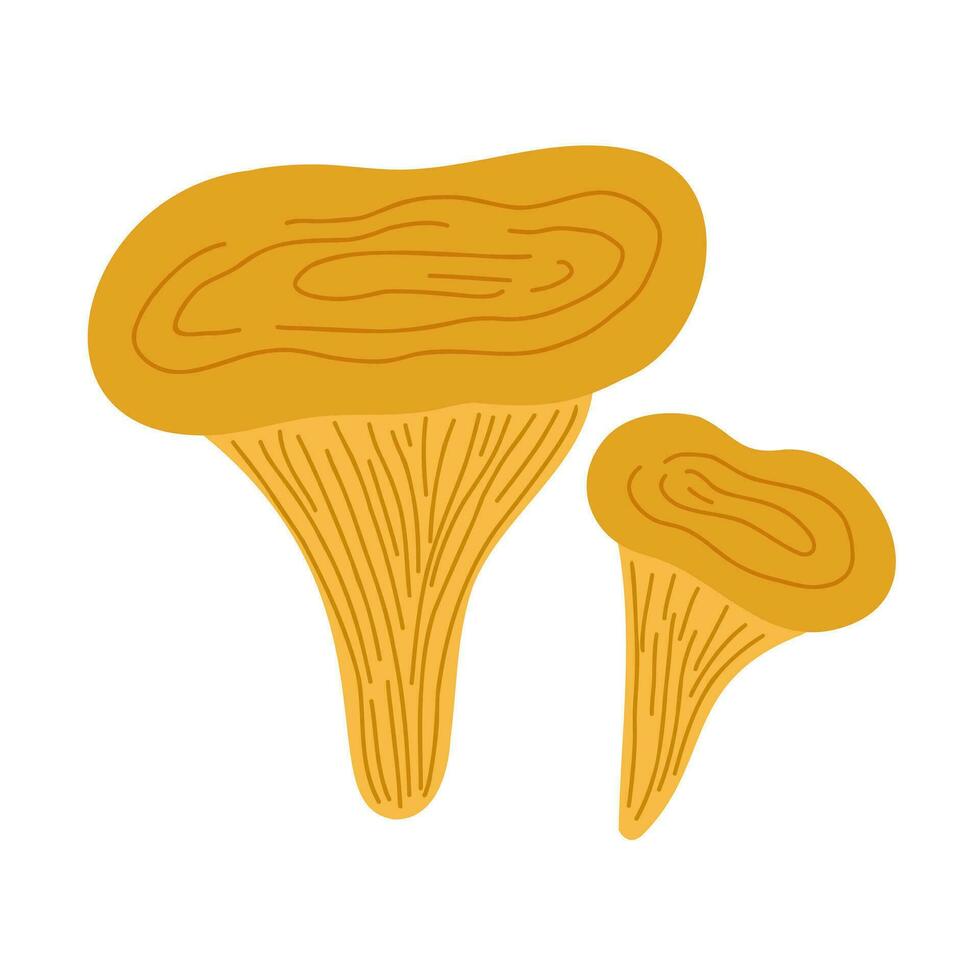 Chanterelle small yellow edible mushroom growing in forests, simple vector illustration, Halloween and autumn holidays simple minimalist hand drawn doodle style drawing