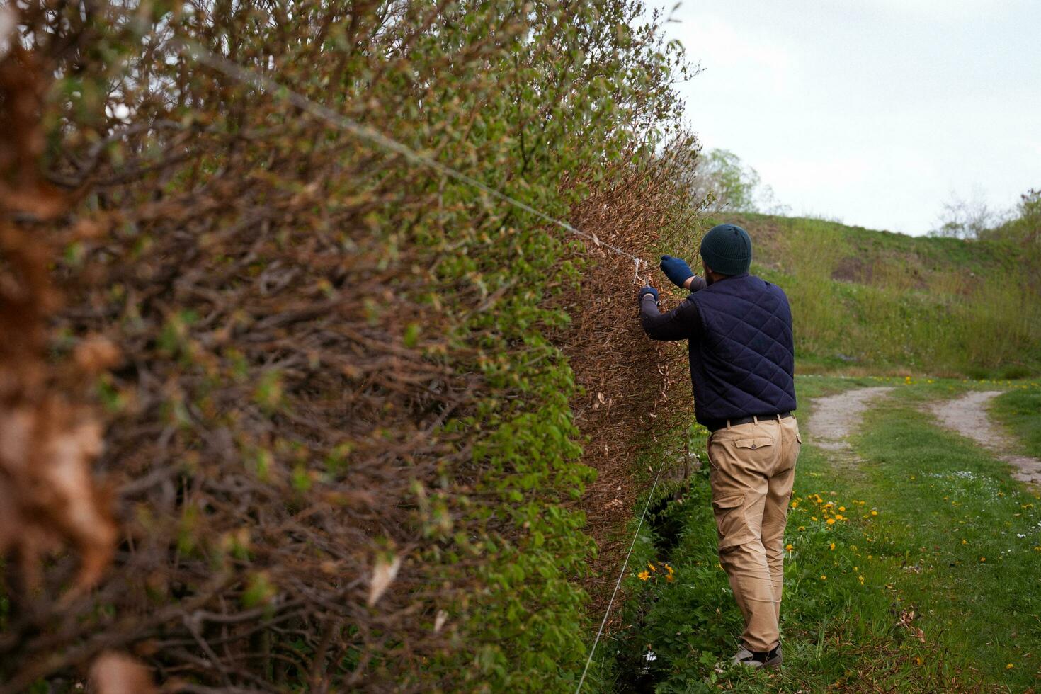 A male gardener trims a hedge in early spring, leveling it with stretched laces photo